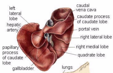 caudate process of liver에 대한 이미지 검색결과