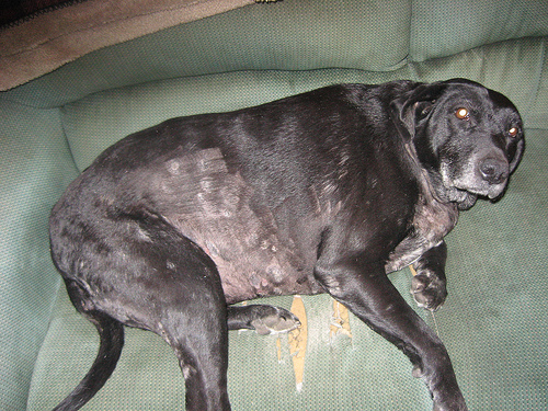 does ringworm spread on dogs