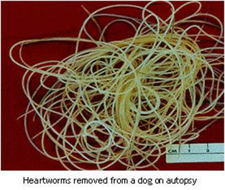 heartworms removed from a dog