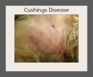 effects of cushings disease